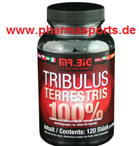 tribulus_terrestris_Mr Big Tribulus